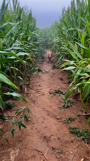 16 reactions | #njcidermill #chesternj #chesternjfarm #ciderdonuts #njcornmaze #chesternjmoms | Hacklebarney Farm Cider Mill, Bakery and Farm Store | Facebook