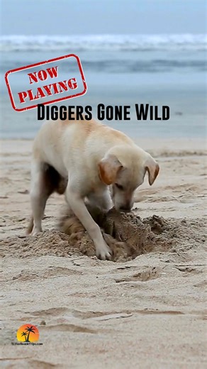 NOW PLAYING! Diggers Gone Wild. #sealavie #sunsetchaser #goldenhour #summertrends #beachbum #beachgirl #travel #wanderlust #beach #beachwalks #goodvibes #beachbumforlife #videooftheday #vitaminsea #beachtravel #sandybeaches #beachdogs #funnydogs | I Love The Beach Trips