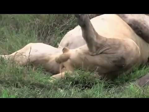 Top 5 Animals Peeing While Sleeping