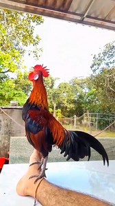 2.7K views · 31 reactions | Beautiful Real Red Jungle Fowl Crow . ....