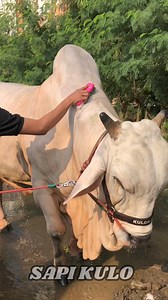 Brushing a big cow | Sapi Kulo Channel