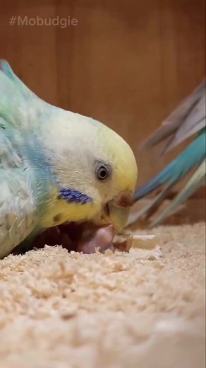 678 reactions · 15 shares | Budgie parents feeding their Chicks #budgie #birds #parrots #chicks #birdlife #birdwatching #nestingbirds #Mobudgie # | Mo Budgie | Facebook