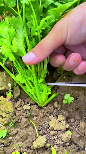 How to Harvest Coriander for Endless Regrowth 🌱✂️#coriander #cilantro #harvesting #gardeningtips