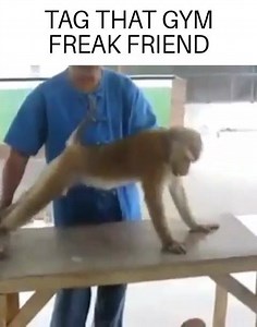 The Homemade Humour on Reels