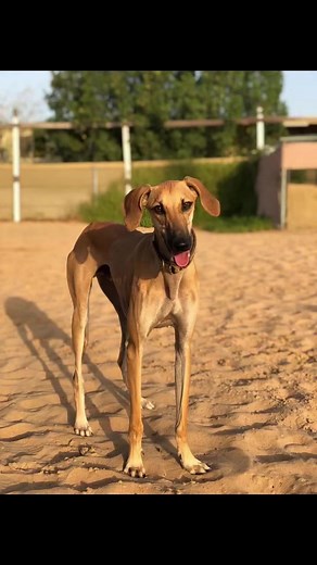 Our handsome young boy Sahi is still waiting for a forever home and also a foster home in UAE. He is now boarding at BarkPark Dubai ❤️ who is sponsoring him together with Amal. Sahi is a young affectionate and energetic boy who loves to play fetch. He is great with other dogs big small male and female. He is great with people and kids as well. He needs a home who will keep him active with walks and playtime and with another dog as he loves to play with dogs. He is young so still need some traini