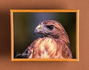 Photo d'art mural, Buse à queue rousse, Hibou grand-duc crécerelle, Rapace - Etsy France