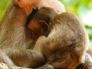 1.6K views · 63 reactions | young momma Ellen so more tired by little Eden drink her milk to much and so long time #Animallover | Mata Monkeys | Facebook