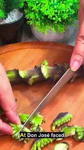 Wild plant for diabetes: natural remedy that stopped amputation