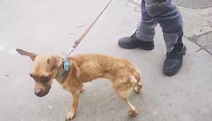 Megoldódik. 🆘 ⚠️ 🆘 ⚠️ 🆘 ⚠️ 🆘 ÚJABB BORZALMAS ÁLLAPOTÚ KUTYUS A MISKOLCI GYEPMESTERI TELEPEN‼️ Ma került be a telepre egy szó szerint csontsovány, rettegő másfél éves kislány! Egyszerűen nem találunk már szavakat.... SÜRGŐSEN BEFOGADÓT KERESÜNK SZÁMÁRA ‼️ Ha segítenél, kérlek írj üzenetet az oldalunknak! | Miskolci Második Esély Állatvédő Alapítvány - MME Alapítvány