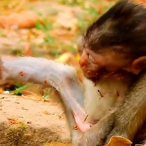 59K views · 1.8K reactions | Baby monkey Alba was bitten seriously by many Red Ants | Monkey Pet Collection | Facebook