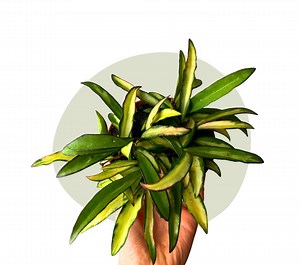 Hoya wayetii tricolor Zimmerpflanze – kompakt, hängend und pflegeleicht - Etsy.de