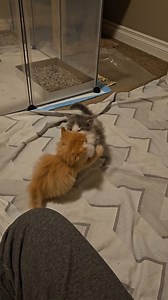 13K views · 386 reactions | This Foster Friday, we present to you...