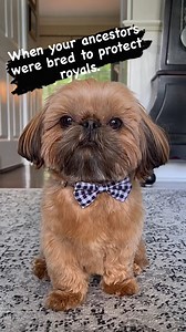 Follow: @shihtzuadvice 🎥: @misterchewysmidgen . . . #shihtzu #shihtzulove #shihtzugram #shihtzupuppy #shihtzunation #shihtzumania #shihtzulovers #shihtzusofinstagram #shihtzus #shihtzulover #shihtzusgram #shihtzusofig #shihtzucorner #shihtzuworld | Shihtzuadvice.com