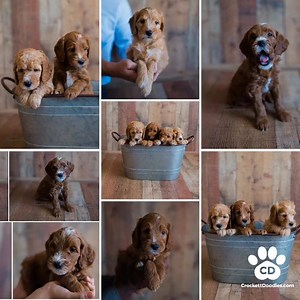 mini Goldendoodles from www.CrockettDoodles.com #crockettdoodles #puppy #goldendoodles #minigoldendoodle #doodlesofinstagram | Springerdoodles