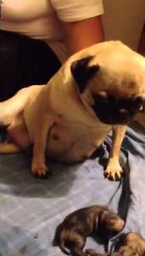 Pug giving birth