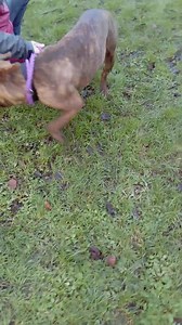 2.2K views · 18 reactions | Staffie and Stray Rescue on Reels | Facebook