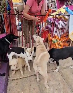 Visita y apoyo De la Brigada 5 oficiales IG @brigadadevigilanciaanimal más Secretaria de seguridad y protección ciudadana...@_letyvarela @rbk_sokol | Patitas Felices Acapulco | Facebook