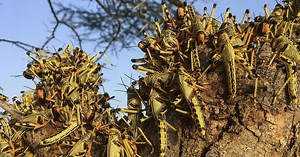 Kenya: Desert Locust Hunters in Full Effect to Control Infestation | Africanews