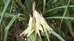 Fragrant Screwpine flower (Pandanus fascicularis, Pandanus odorifer, Pandanus tectorius) with nature background.