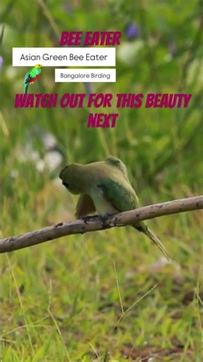 Asian Green Bee Eater