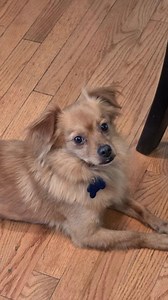 1.9K views · 89 reactions | Meet Skip – Your Gentle Little Shadow...