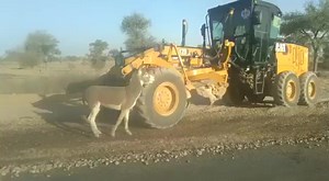 The donkey has had enough藍藍藍 | Mideyah Digital Media | Facebook