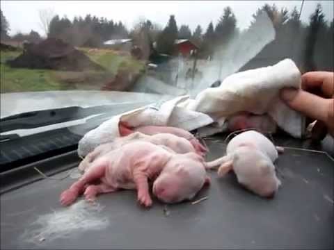 Baby bunnies brought back from the dead