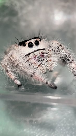 Little snow! Phidippus regius jumping spider is waiting patiently for her meal! #jumpingspider #spider #whitespider #phidippusregiusflorida #cutespider #jumpingspiders #arachnids #phidlove | Jumping spider & Moth life