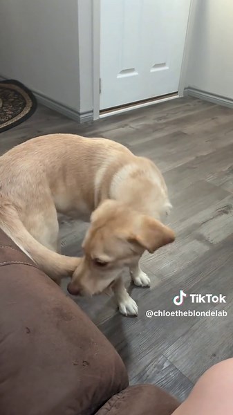 Intros!!!! Nice to meet you all 🥰🥰 come join me and mom on our adventures #fyp #labradorretriever #followme