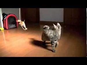 くるねこ大和 20130801 胡次郎ぱたぱた