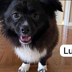 Union Beach, NJ - Pomeranian/Papillon. Meet Lucca a Pet for Adoption - AdoptaPet.com