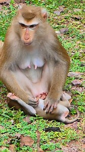 How monkey cried#Hellomonkey#Monkeyjustgavebirth#Poorbabymonkey#Monkeyfighting#AdorableMonkey#Monkey #monkeys#Cutebabymonkey#LovelyMonkey#MonkeyLibby#MonkeyLeo | Hello monkey