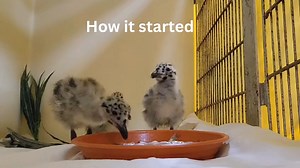 7.2K views · 91 reactions | Can you believe these videos were taken only one month apart? 凉 These four Western Gull chicks are making excellent progress, now enjoying the outdoor aviary and getting acquainted with different types of birds. Wildlife rehab is a splash with friends and  popsicles!  Kadi Erickson and Monica Frank | International Bird Rescue | Facebook