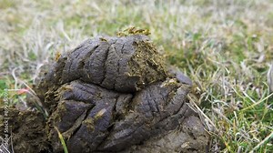 Dung flies swoop on fresh cowpat, when it still cooling, steaming, but winter outside. Keen sense of smell for manure, Common dung fly (Scathophaga stercoraria) feeds, flirting, copulating one place