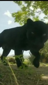 Jaguares - Vocalização De "CHUFFING"🐆👑😉👍🏻😯/Jaguars - Vocalization Of "CHUFFING"🐆👑😉👍🏻😯