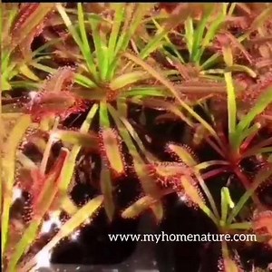 13 reactions | Drosera capensis（Cape sundew） | My Home Nature | Facebook