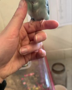 ❤️ Hand-reared baby parrotlet ❤️ We have a stunning hand-reared baby parrotlet ready for a home. He is fully weaned but still likes to beg for food! Parrotlets are a perfect little companion bird, they don’t take up much space but have all the attitude of a big parrot. They can be fierce and feisty, but you won’t find a bird with more personality than a parrotlet. They also love head scritches and cuddles 💕 Give us a call on 0191 5277025 or pop in to Garden Feathers in Boldon Colliery, NE35 9LW