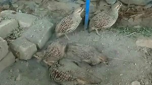 dakhni teetar chicks. | Birds Lover 2