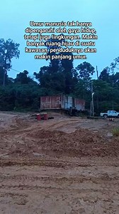 Good morning world, thank you trees for giving fresh breath #reels #basecamp #logging #nature #forest #kalimantan #foryou | Edy Supono