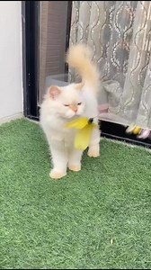 Adult Himalayan flame point female!😍 #adultfemale #himalayancat #nfa | BD Cat's