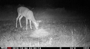 Peter rabbit and Bambis brother are getting along just fine at the Rack Stacker Feed Station | Rack Stacker Inc