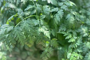 Une plante mortelle repérée dans un parc parisien, et vous l’avez peut-être déjà frôlée