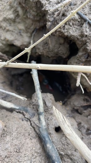 Digging hole lucky boy found big big mud crab in secret hole after low tide #fishing #FoodLover #mudcrab #digging #trapfishing #hunting #fishing #foodlover #mudcrab #digging | Ahlik Fishing