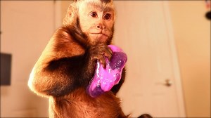 114K views · 7.1K reactions | Capuchin Monkey Meela plays with Slime for the first time! She loves it the purple and pink slime! She even mixes two slimes together. Monkey fun slime time! | MonkeyBoo | Facebook