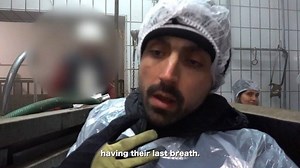 9K views · 294 reactions | By far one of the most profound and disturbing experiences I’ve ever had. Please tune in to the Joey Carbstrong You Tube channel tonight 7pm London time. If you can’t watch this I understand, but please help me share it around. Help me share the pigs story and together let’s try to do something positive with such a horrific situation. To join the Premiere with me: Follow this link https://youtu.be/HjqOTtJYXX0 | Joey Carbstrong | Facebook