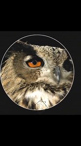 Charles Robert Darwin, Shrewsbury, 12 de fevereiro de 1809 – Downe,...