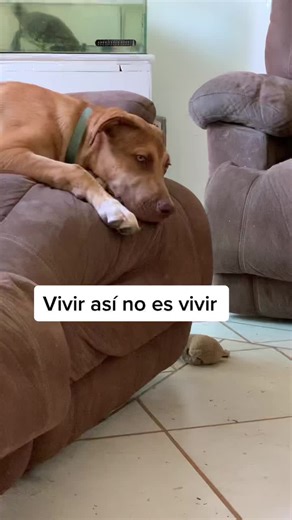 Tricia Arvizu on TikTok