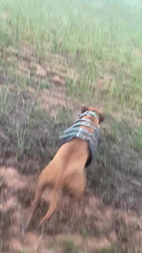 Big Red the American Pit Bull Terrier: A Hardworking Catchdog