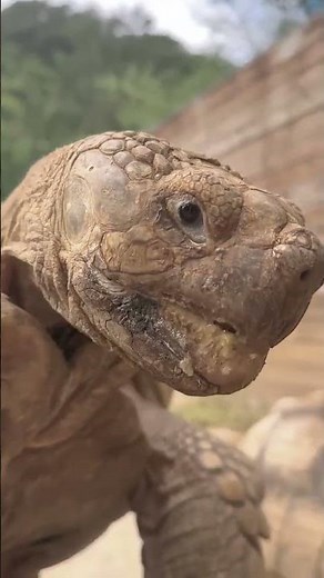 Tortoise screaming with beautiful sound🐢