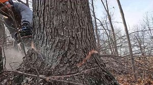 These are my favorite sights and sounds from this week. Please enjoy the sounds of trees falling and crashing, chainsaws, log skidders and a train taking off | Boys In The Woods